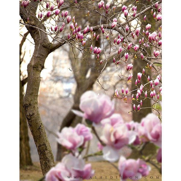 Digital Props 11x14 Backdrop Set - Magnolia