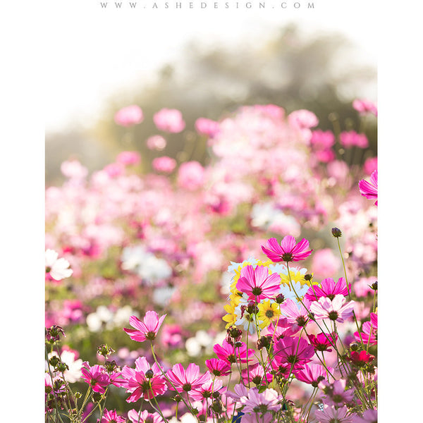 Digital Props 11x14 Backdrop Set - Wind Flowers